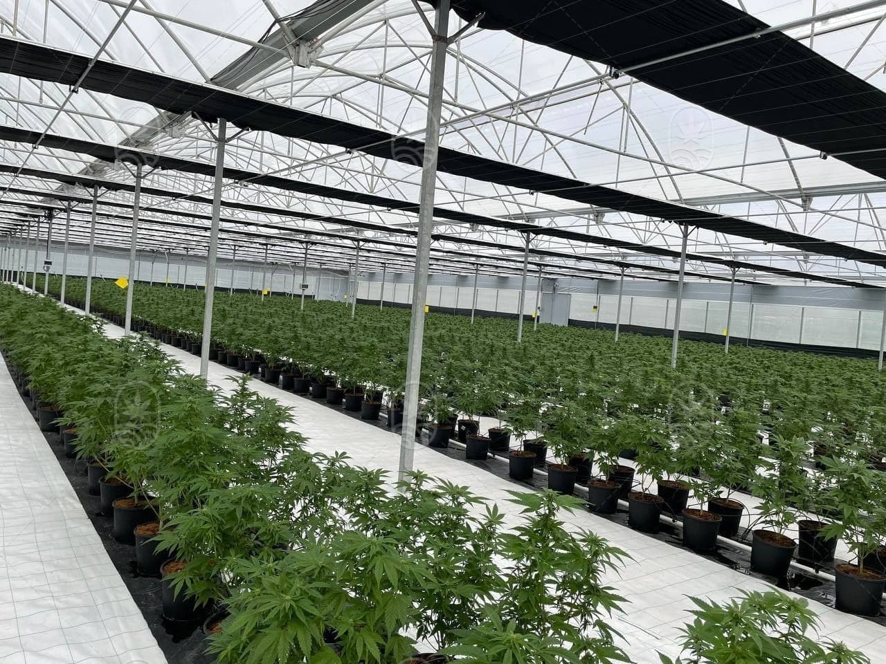 JuicyFields - Tu planta de cannabis también podría crecer aquí